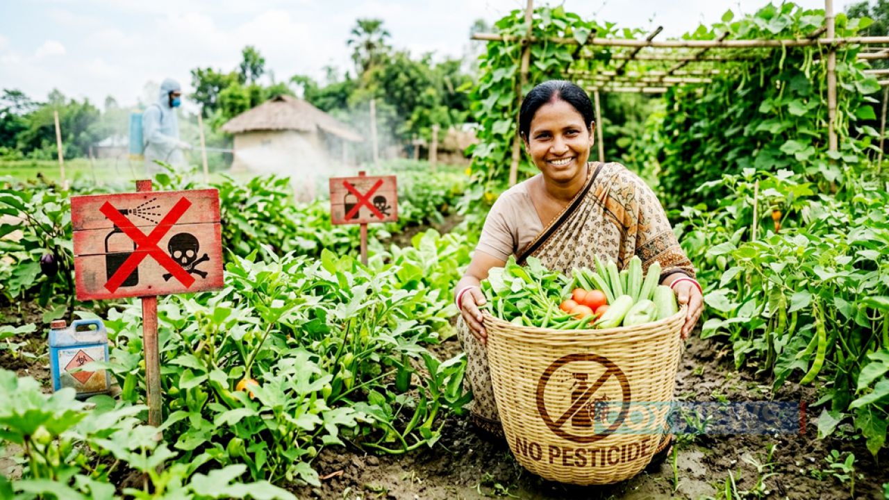 নিরাপদ খাদ্য উৎপাদনে পলিসি গাইড তৈরি করতে ১৯ সদস্যের কমিটি