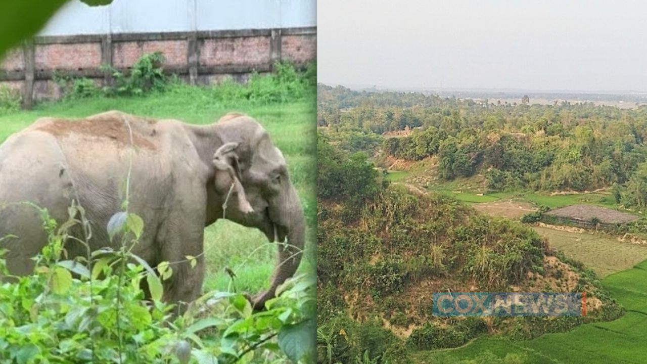 টেকনাফে কমছে বন্য হাতির বিচরণ, খাদ্য সংকটে বাড়ছে বিলুপ্তির শঙ্কা