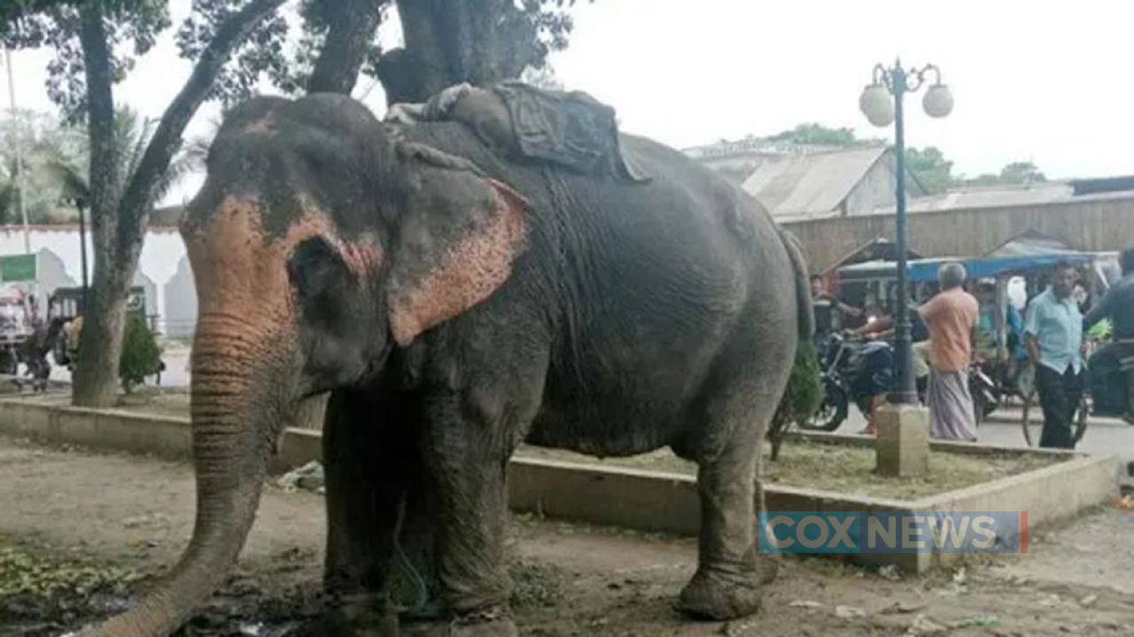 হাতির সঙ্গে অটোর ধাক্কা, মায়ের কোল থেকে ছিটকে শিশুর মৃত্যু