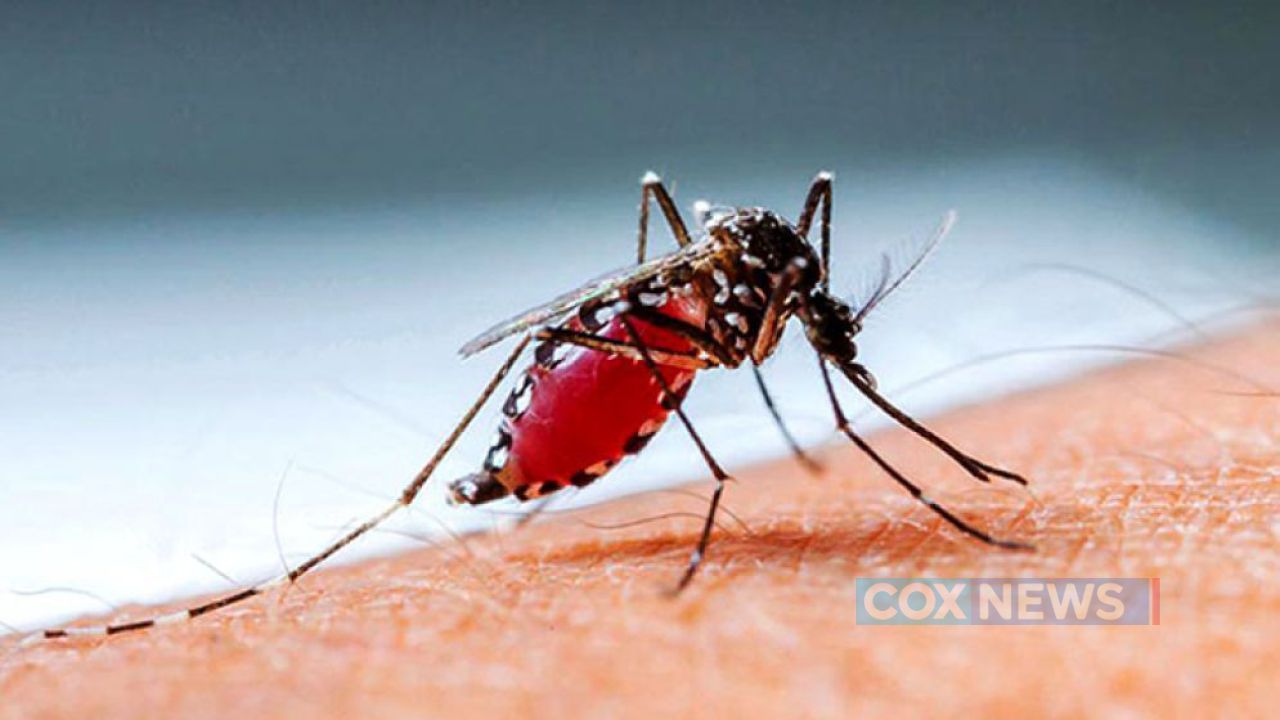 ডেঙ্গুতে আরও ২ জনের মৃত্যু, নতুন ভর্তি ৪২৩