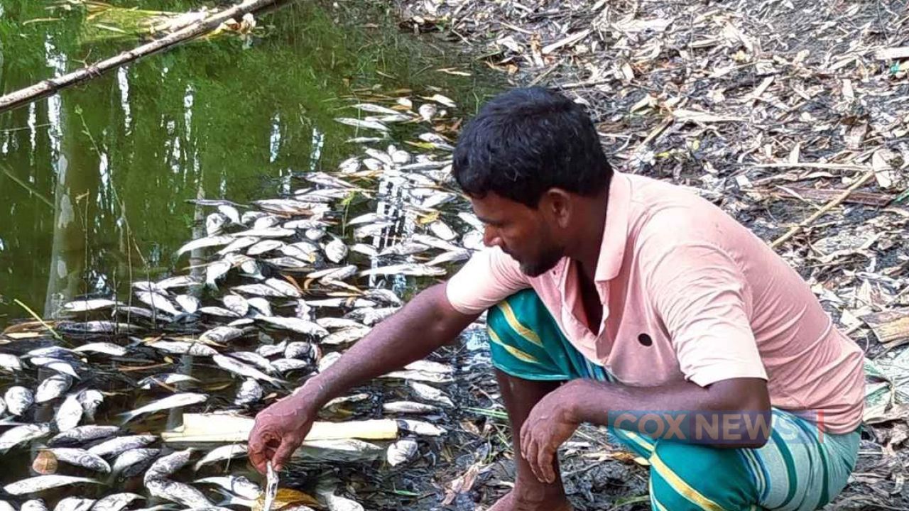 বিষ দিয়ে পুকুরের সব মাছ নিধন, দিশেহারা চাষি
