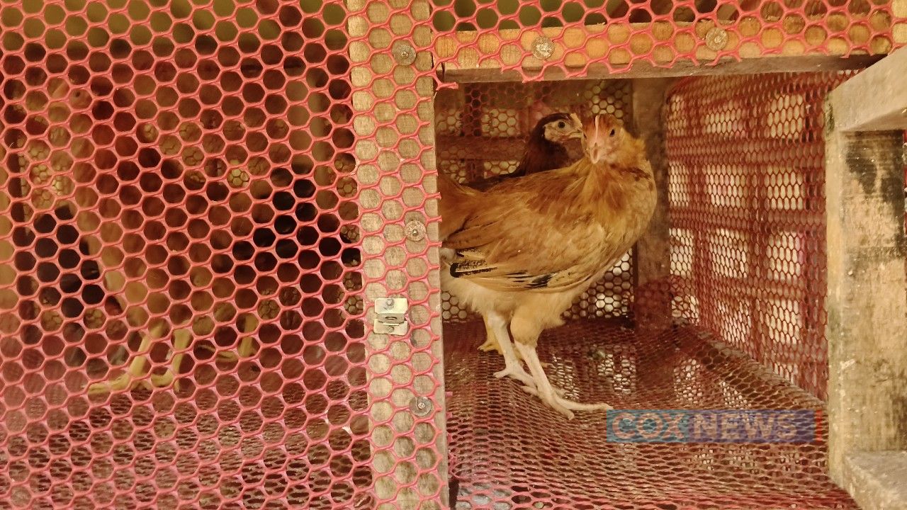 দেশি মুরগির বদলে ‘সোনালি’, এনজিও কর্মকর্তা সাময়িক বরখাস্ত